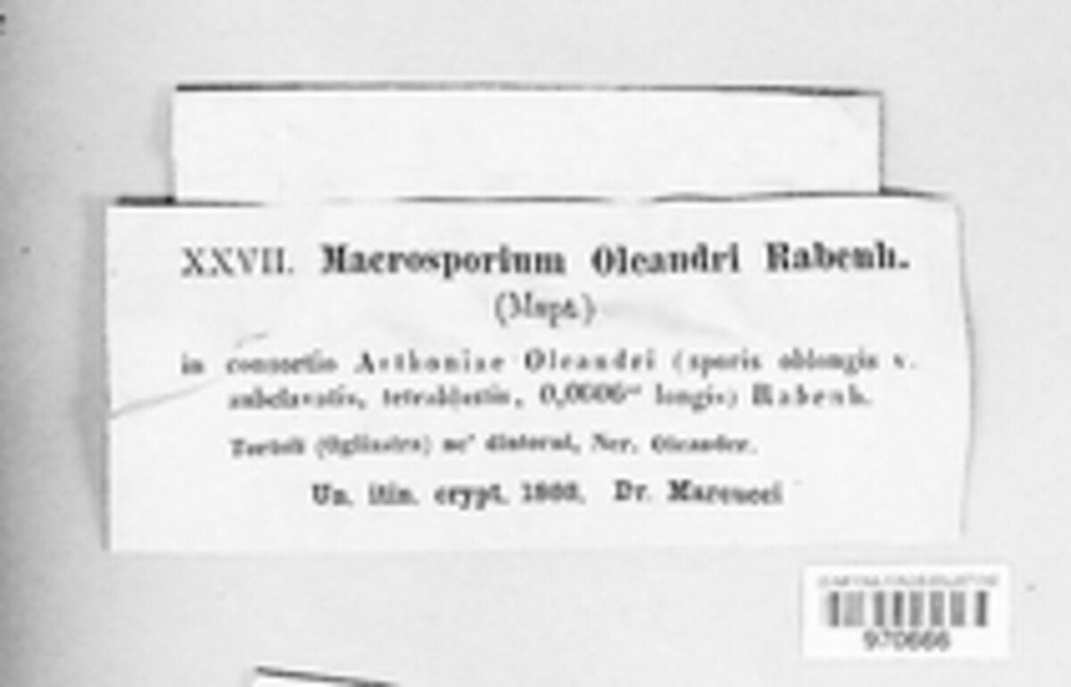 Macrosporium oleandri image